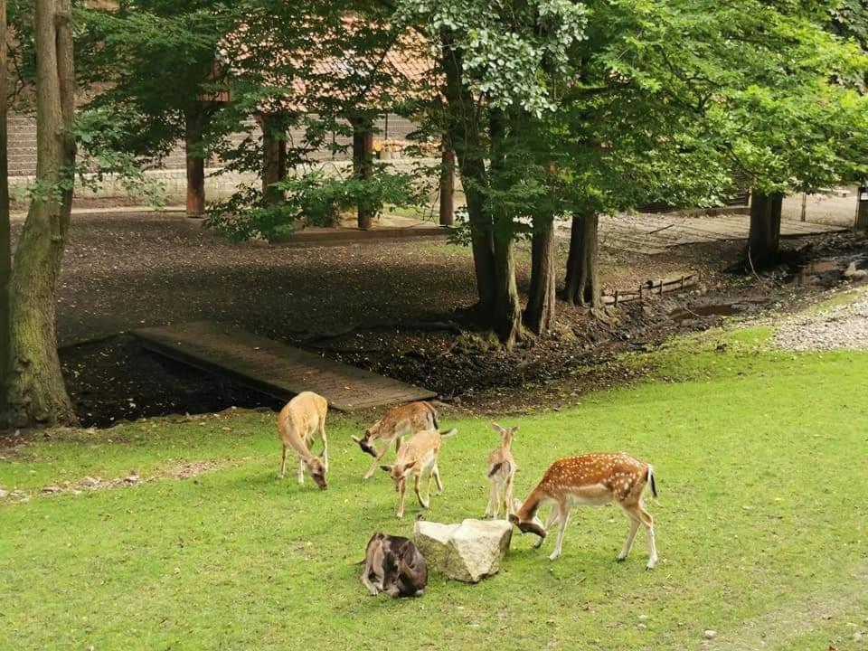 Ferienwohnung Reese- Horstmann mit Hallenbad und Sauna, WLAN Harz zu jeder Jahreszeit Bad Harzburg Exterior foto